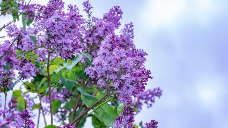 lilac flower