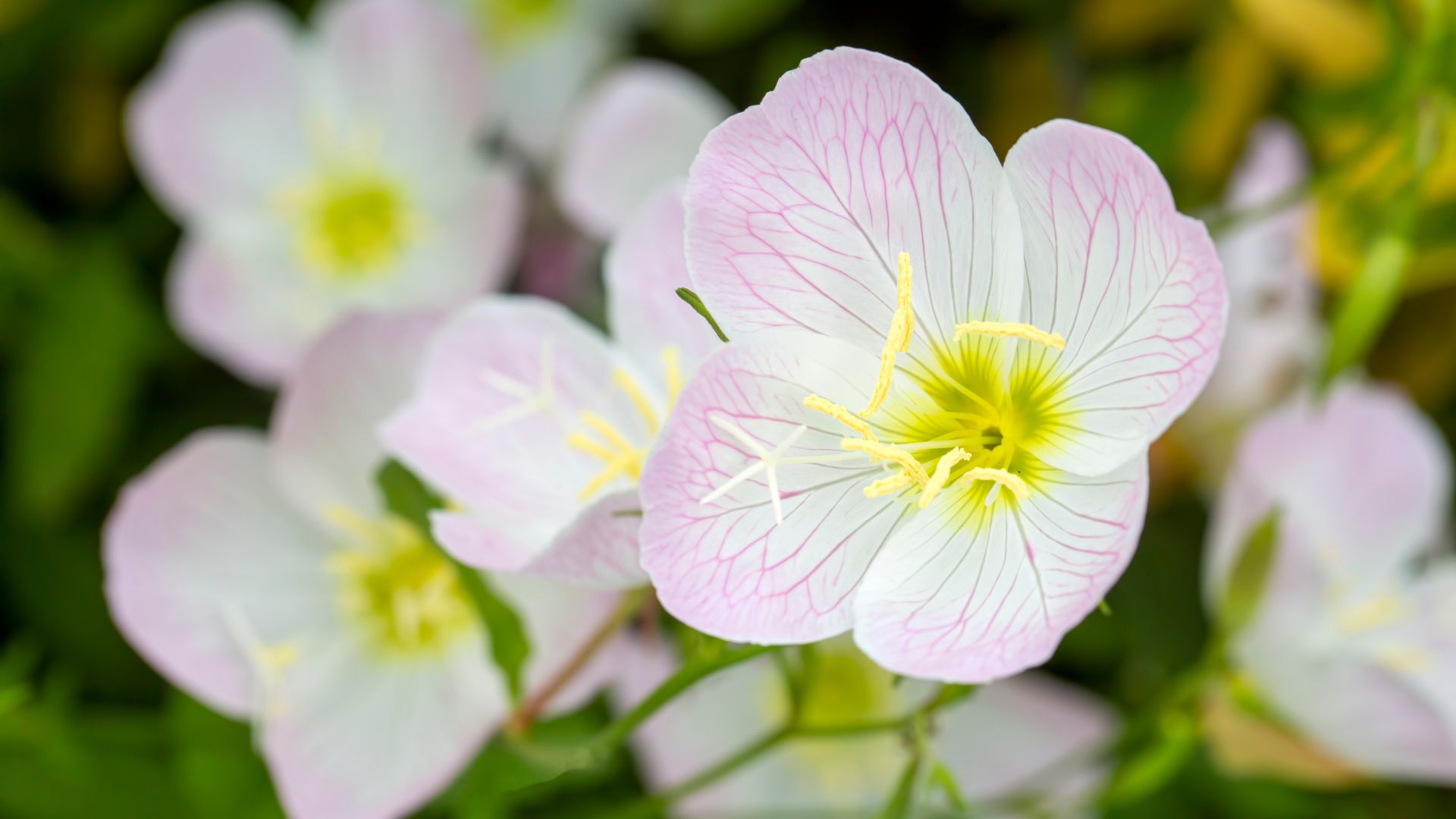 Here Are 31 Beautiful Plants To Grow Instead Of Primroses