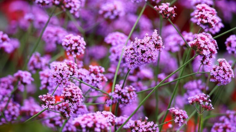 verbena flowers in the field