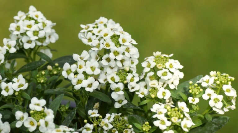 sweet alyssum flowers