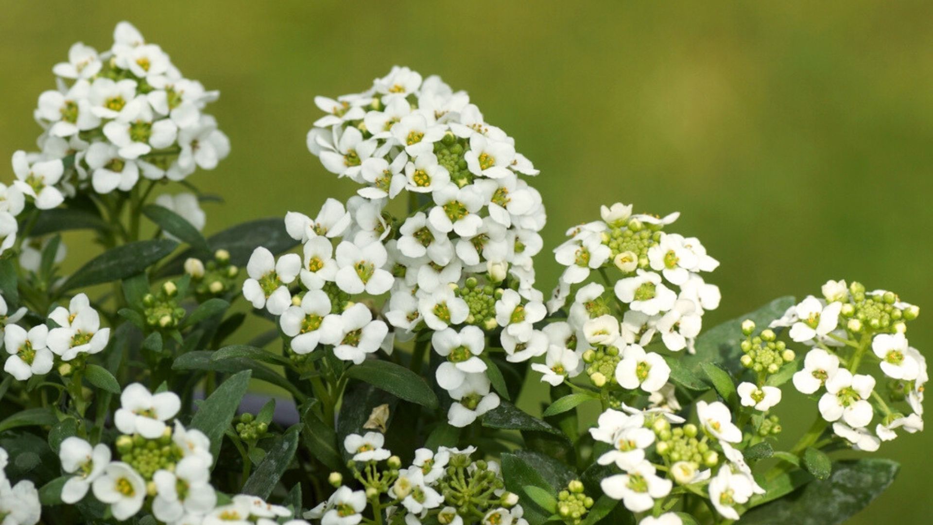 Here Are 32 Beautiful Plants To Grow Instead Of Sweet Alyssum