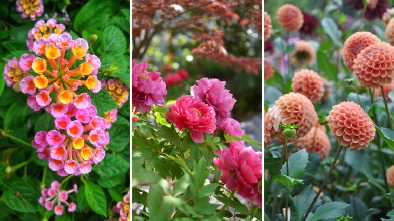 lantana peony dahlia