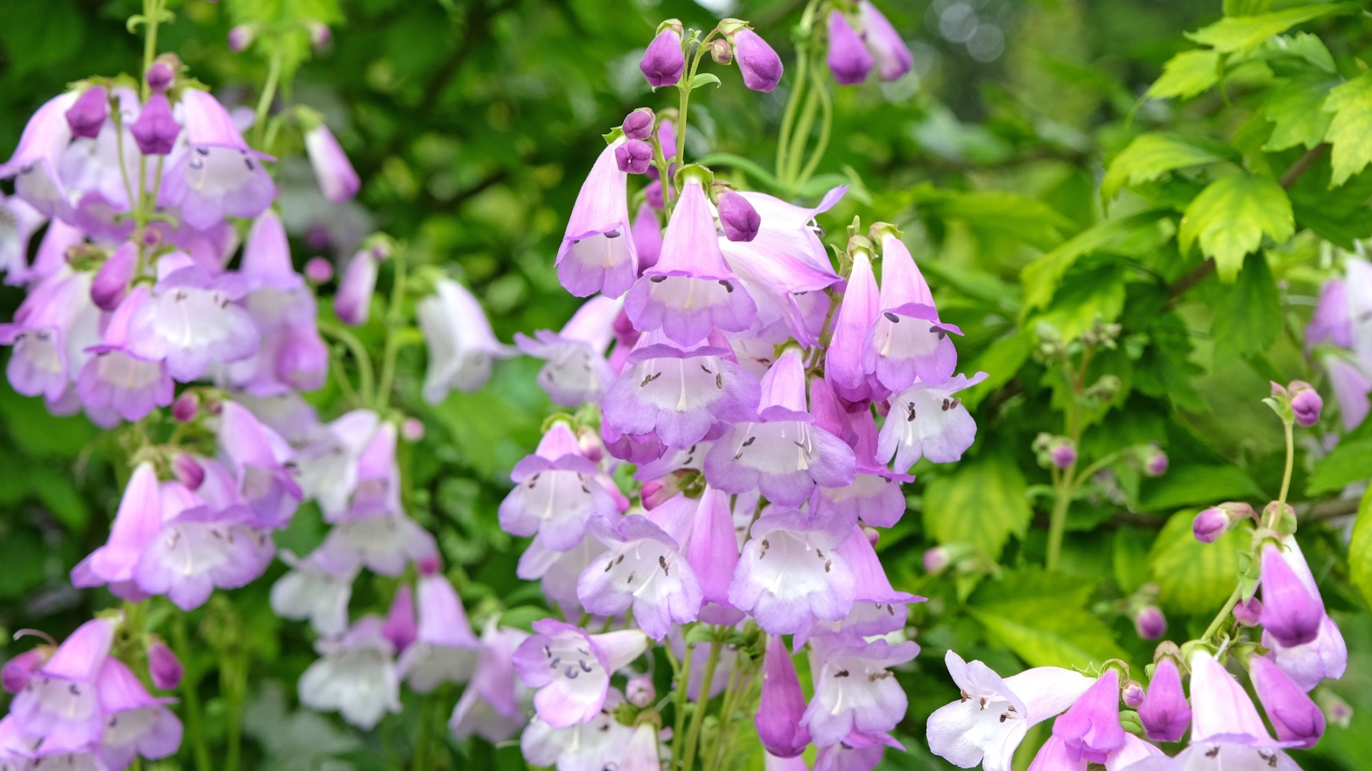 Here Are 32 Stunning Plants to Grow Instead of Hydrangeas