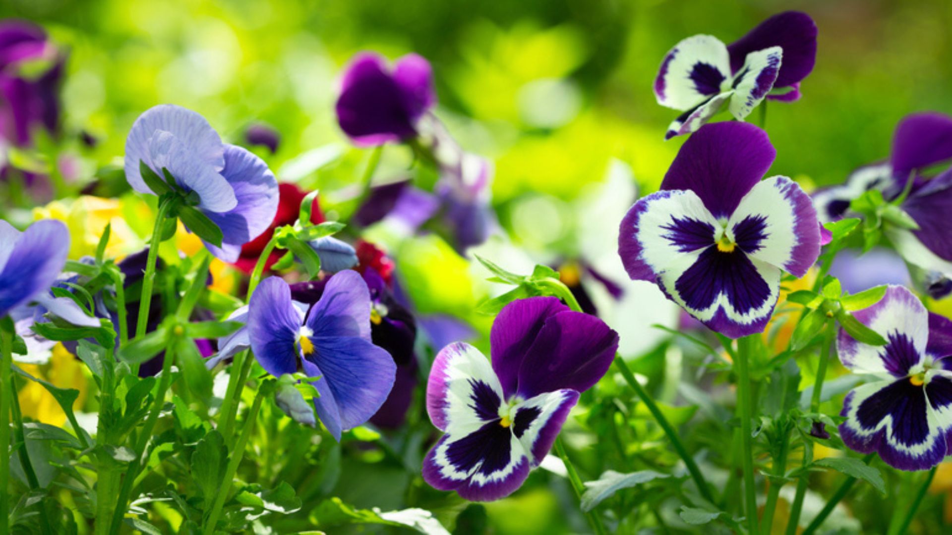 Here Are 33 Beautiful Plants To Grow Instead Of Pansies