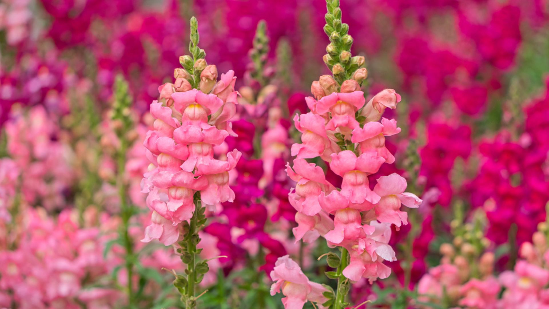 Here Are 33 Beautiful Plants To Grow Instead Of Snapdragons