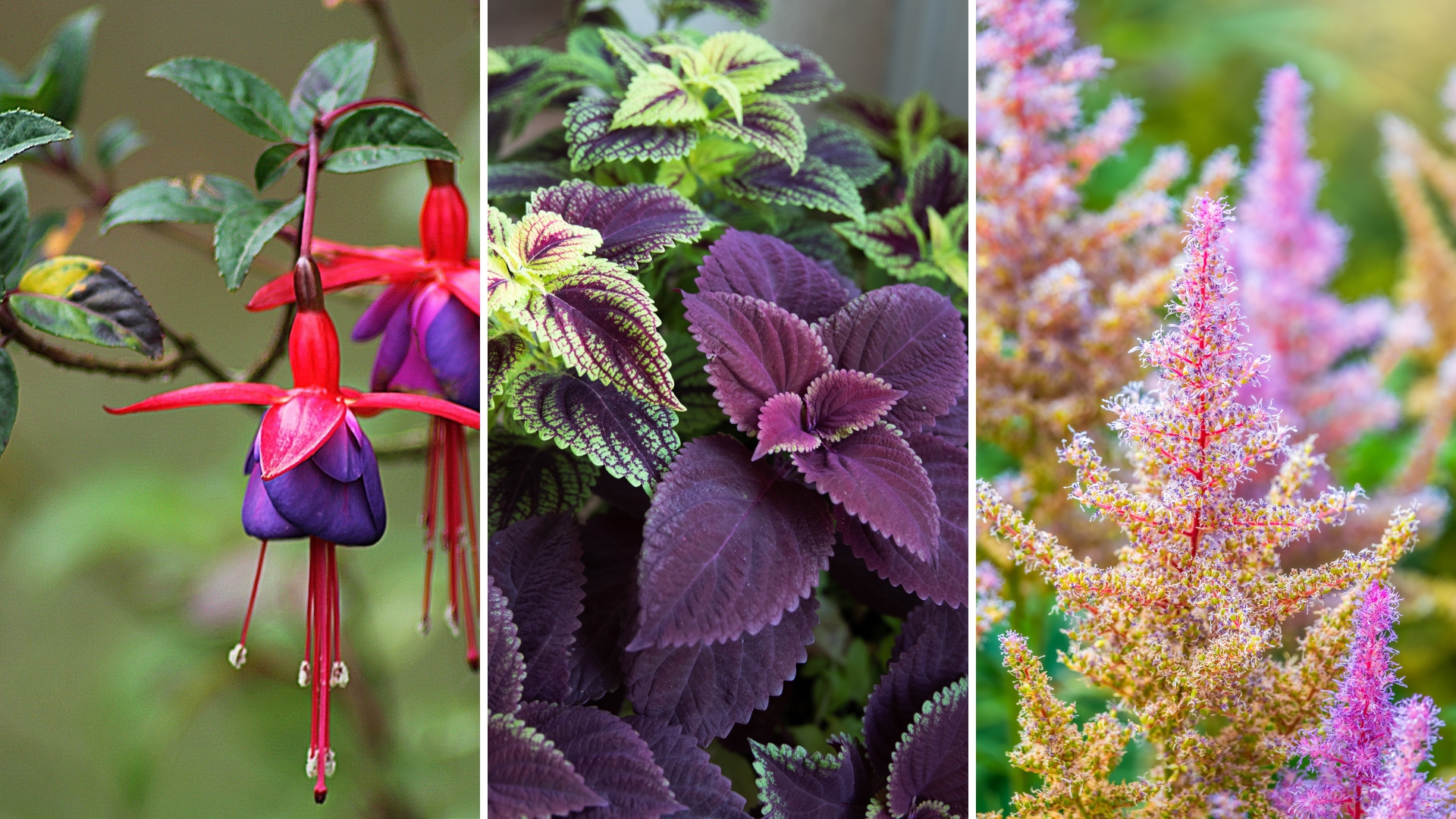 Here Are 33 Beautiful Plants To Grow Instead of Begonias