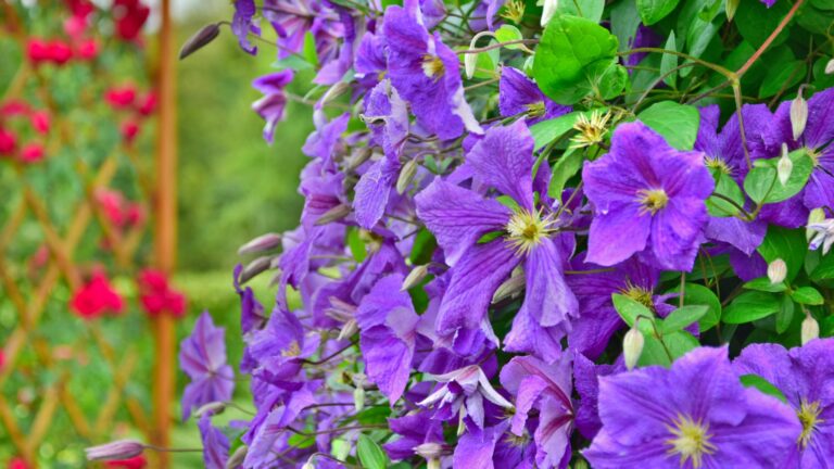 clematis on trellis