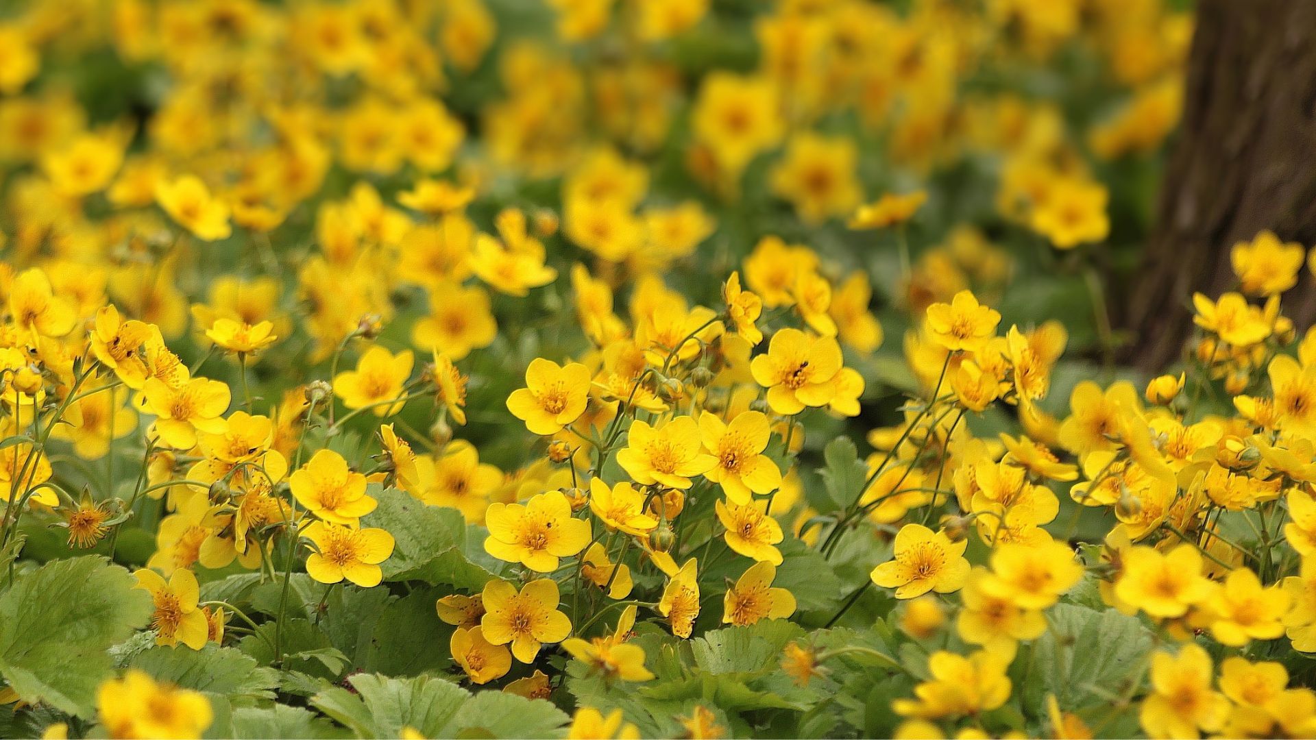 Here Are 34 Beautiful Plants To Grow Instead Of Buttercups