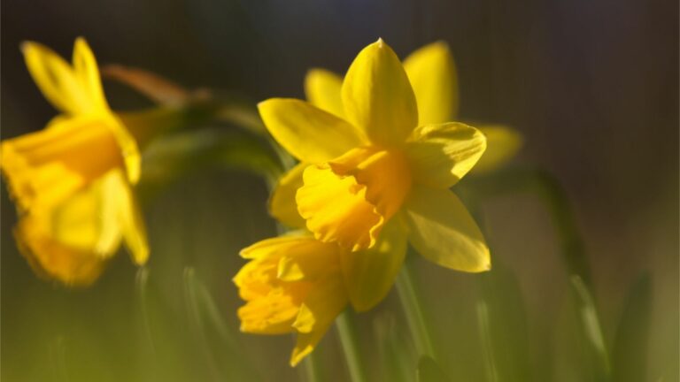 dafodills blooming