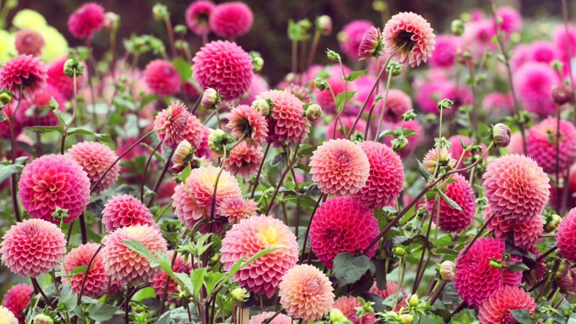 Here Are 34 Beautiful Plants To Grow Instead Of Dahlias