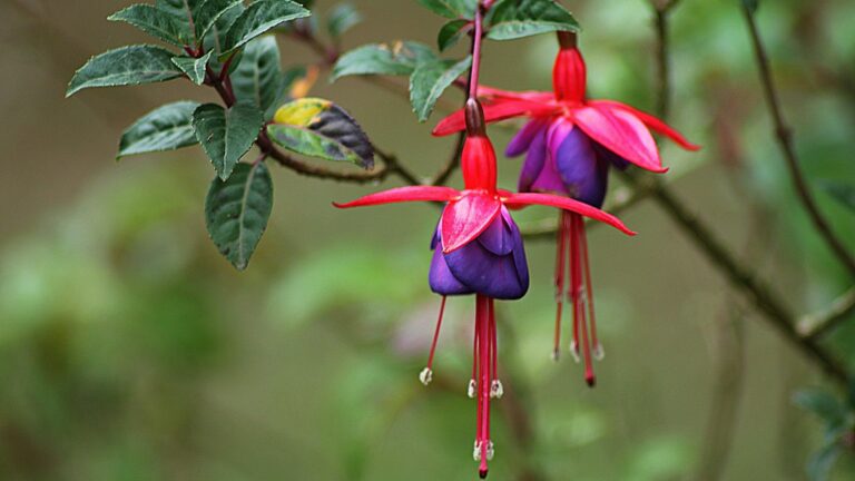 fuchsia flowers