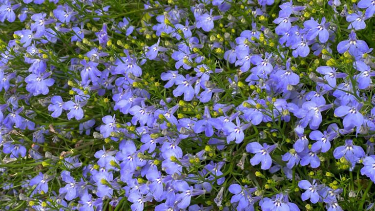 lobelia flowers