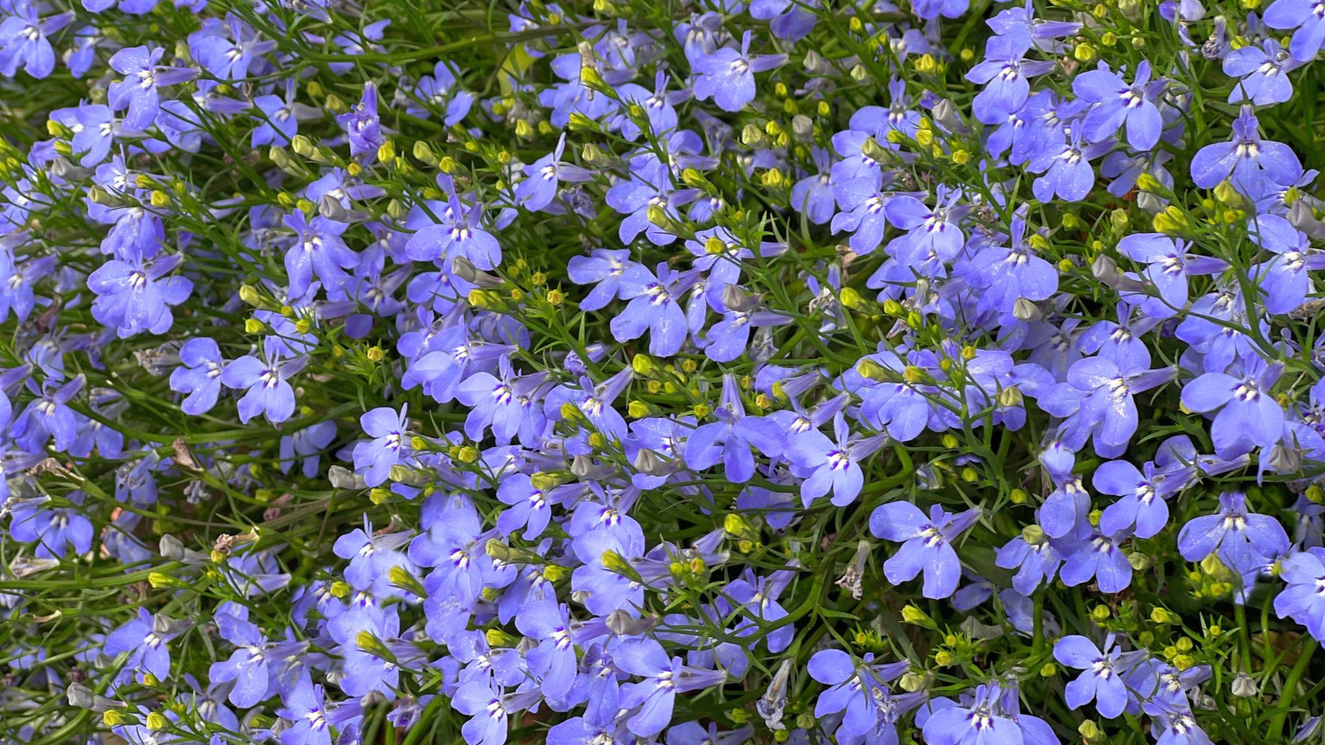 Here Are 34 Beautiful Plants To Grow Instead Of Lobelia