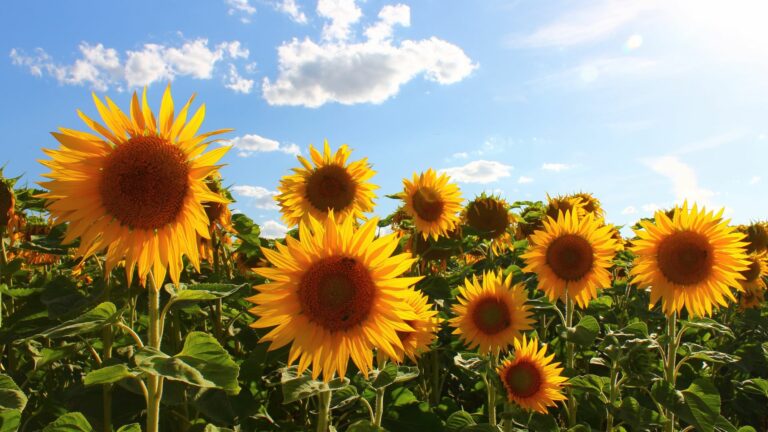Sunflower Field Under Blue Sky