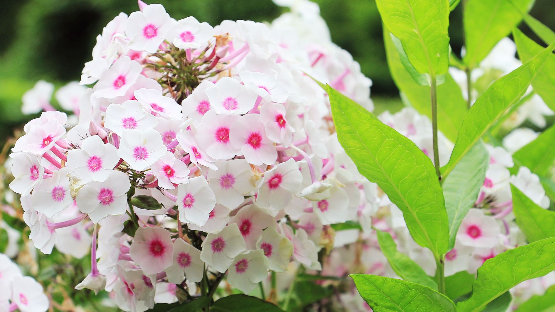 Here Are 37 Beautiful Plants To Grow Instead Of Phlox