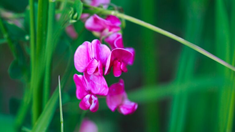 sweet pea flower