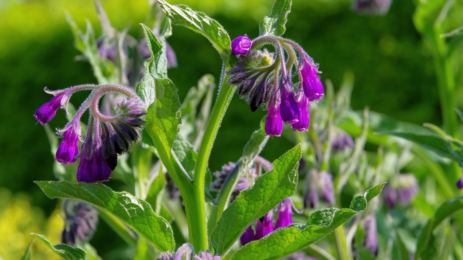 comfrey plant flower