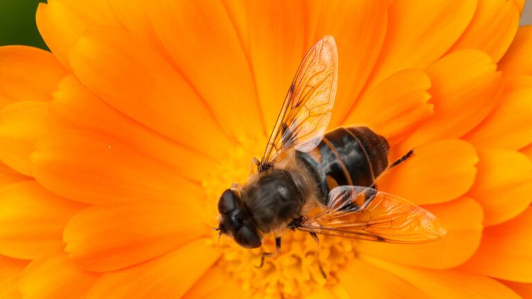 a bee on a calendula flower