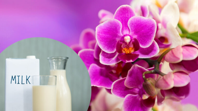 orchid bloom and milk container