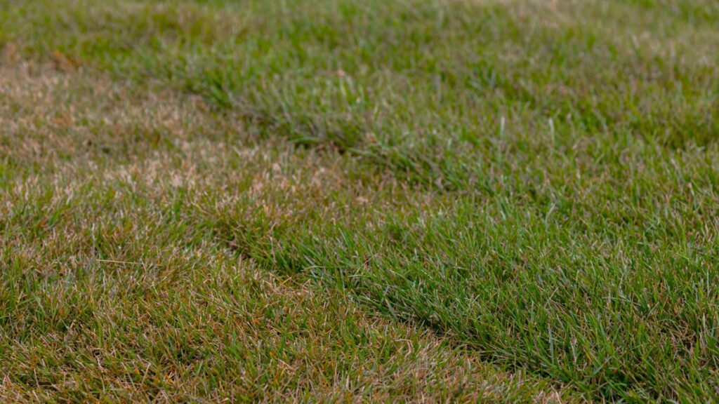 damaged lawn
