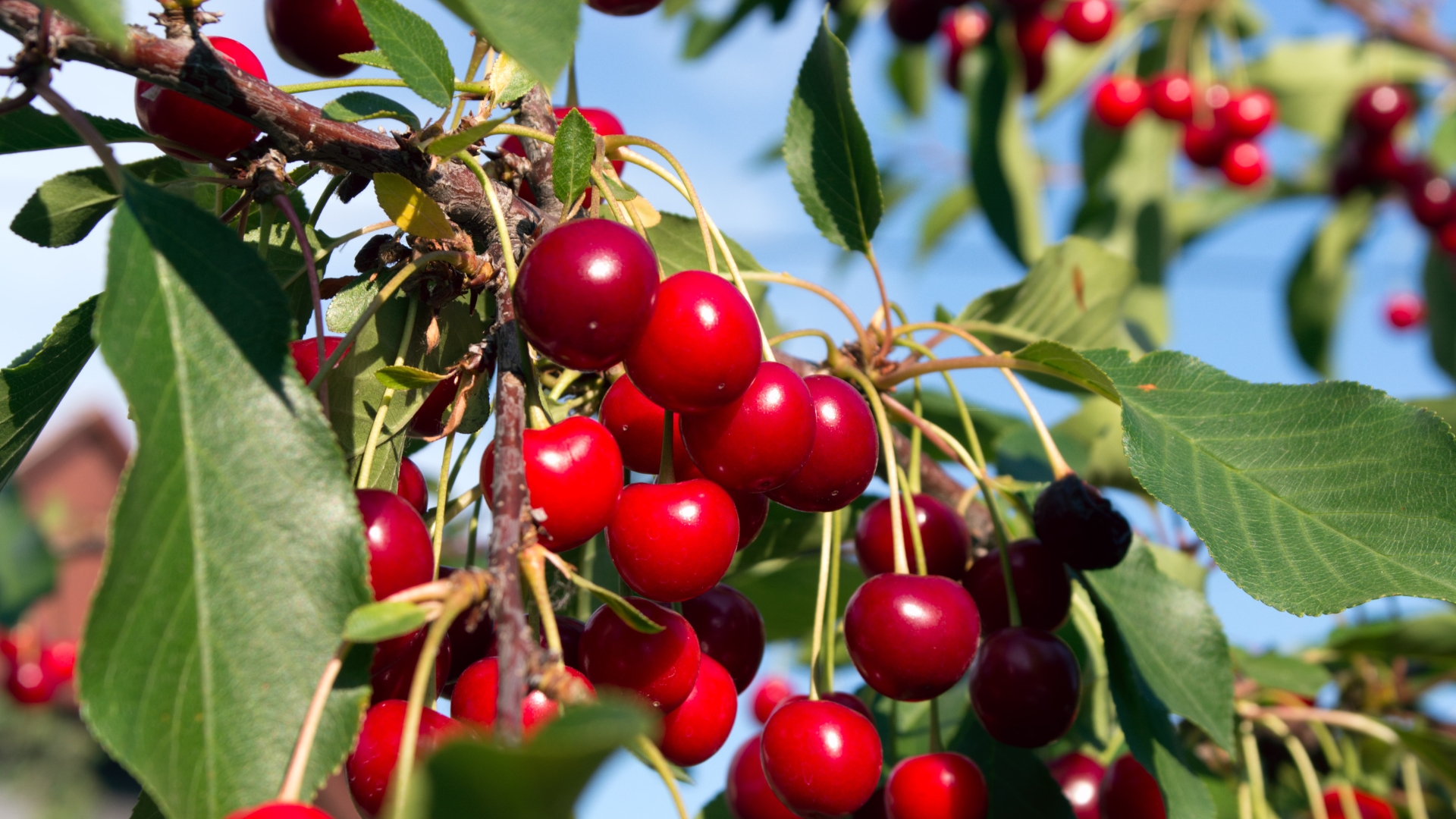 cherry tree ripe fruits