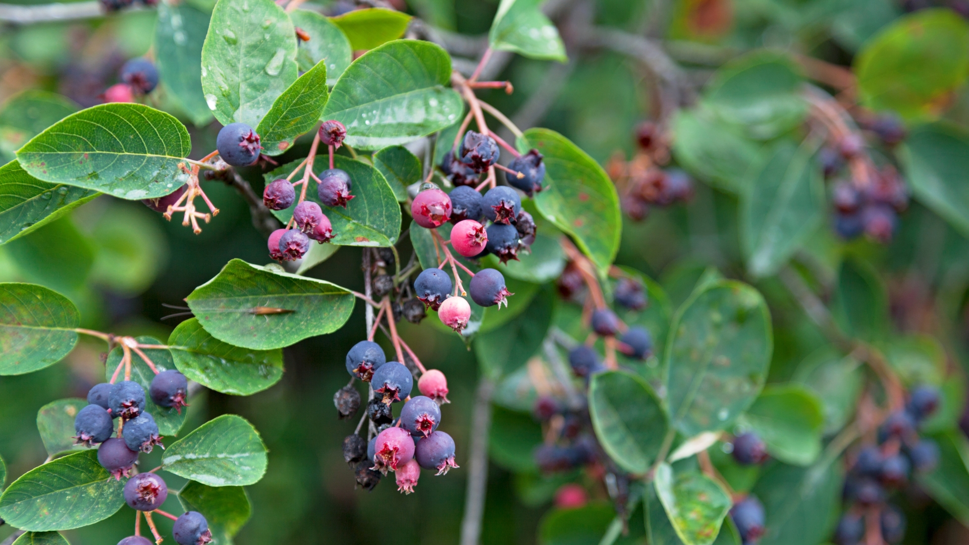 serviceberry