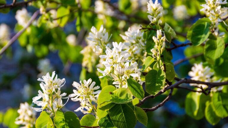 juneberry tree flowers