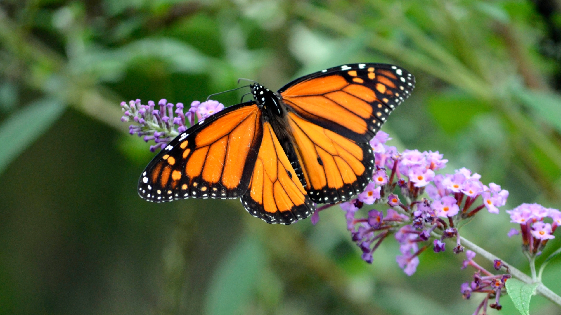 monarch butterfly on a purple flower