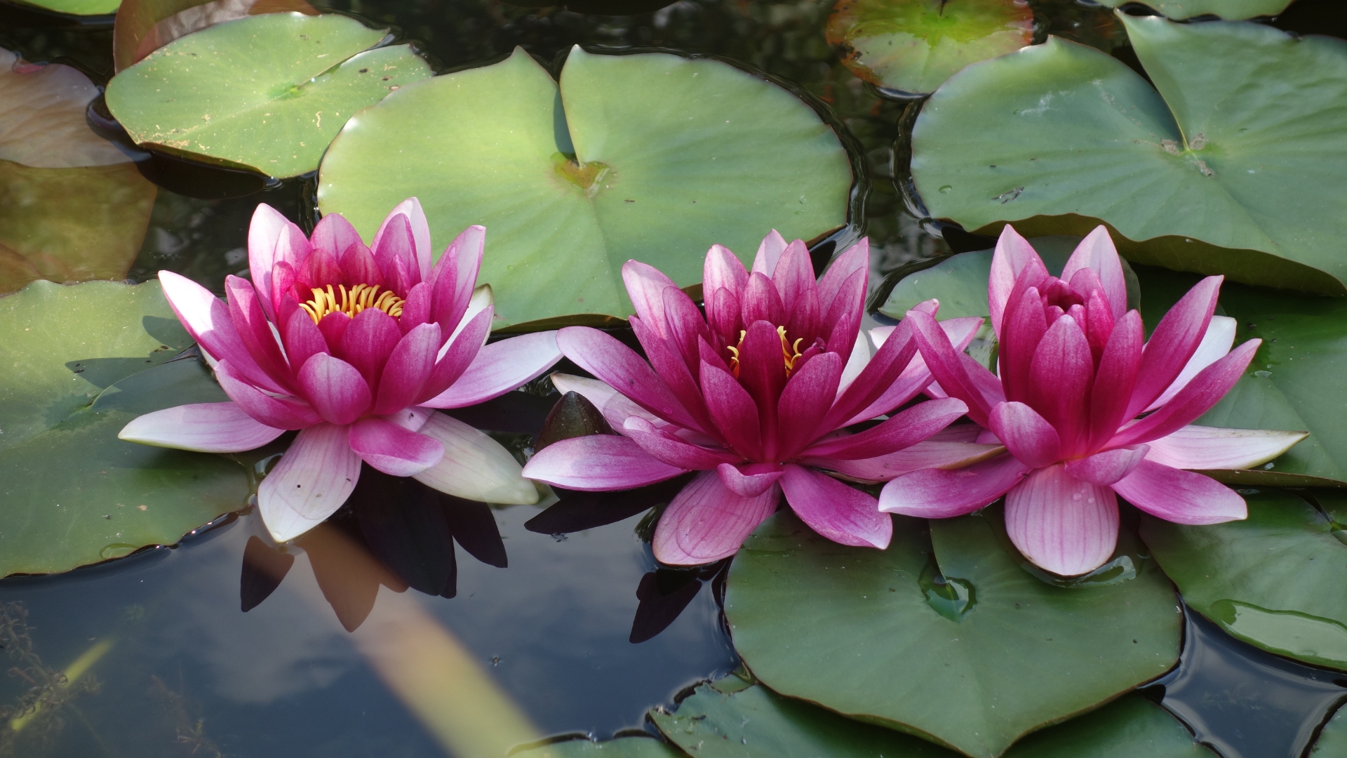 lotus in bloom