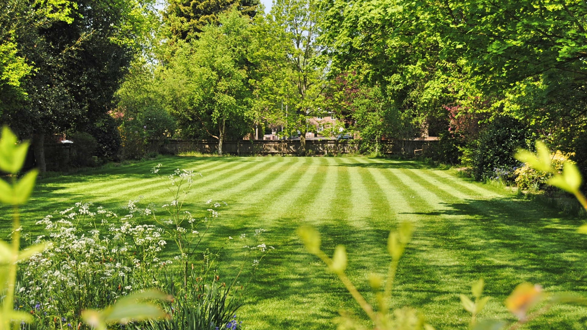 healthy and green lawn