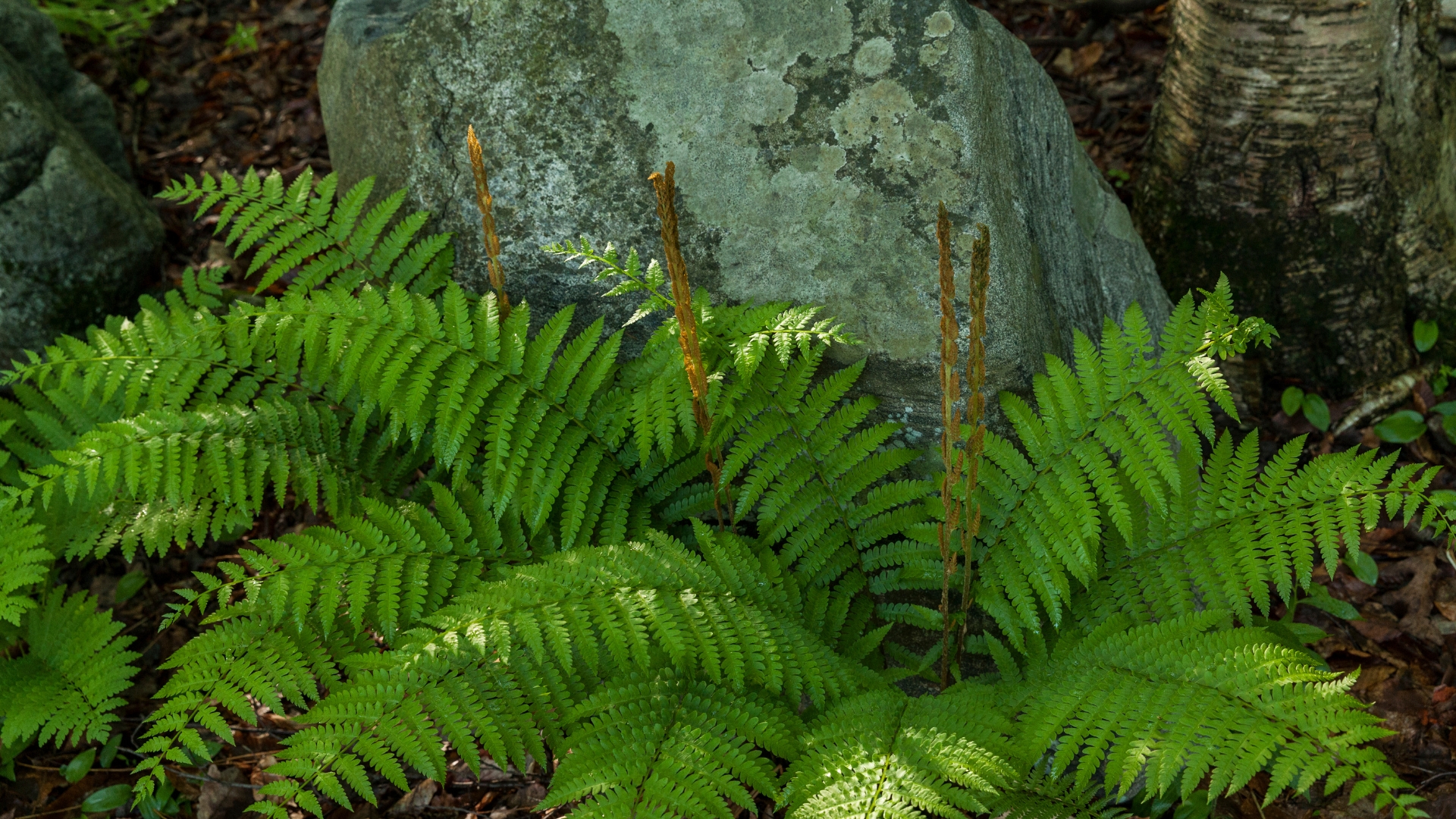 cinnamon fern