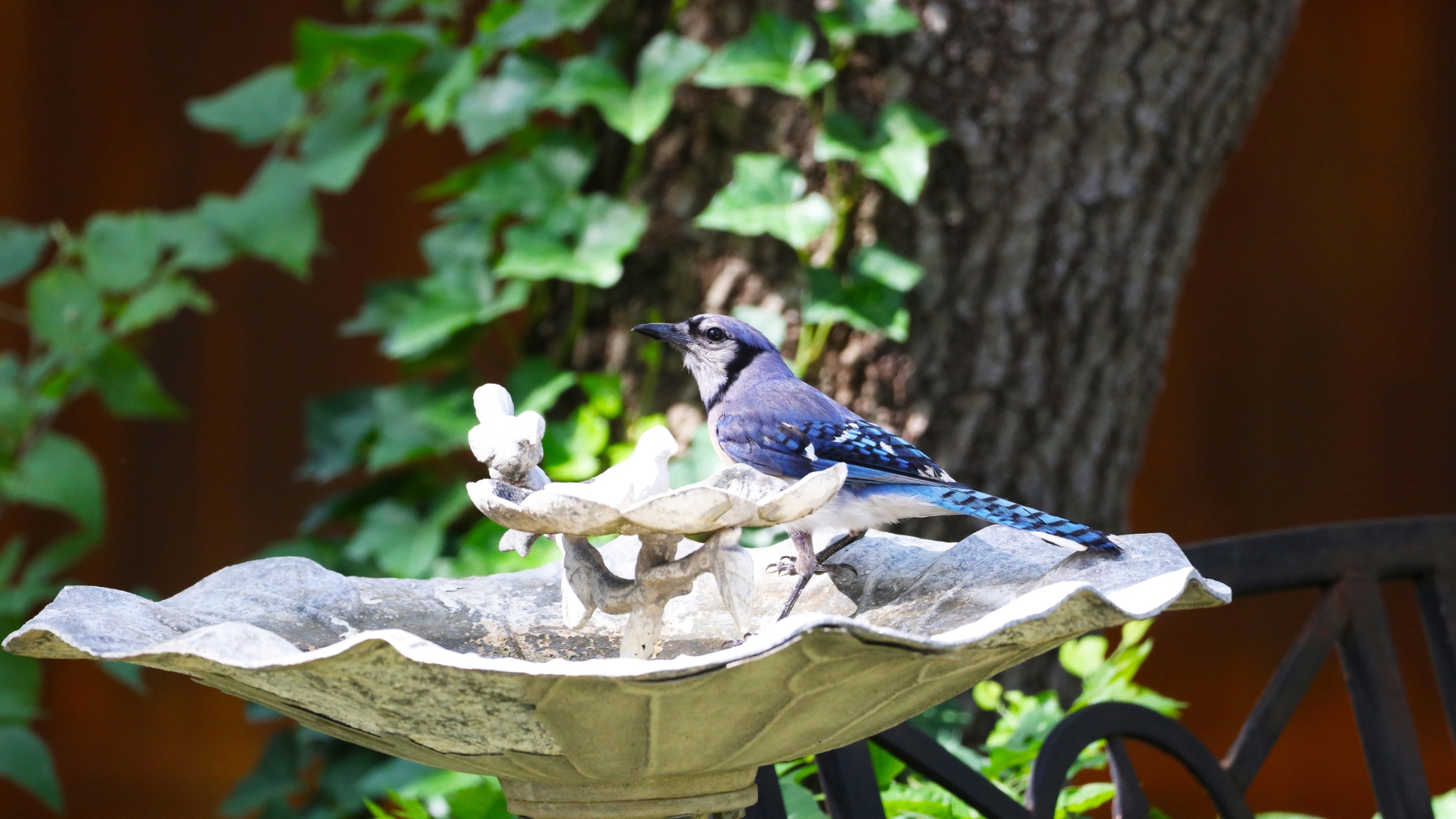 bird on a birdbath