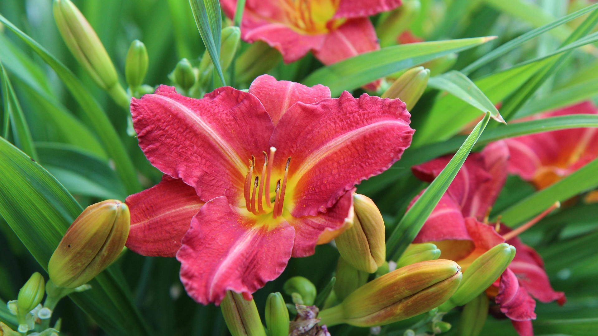 daylily