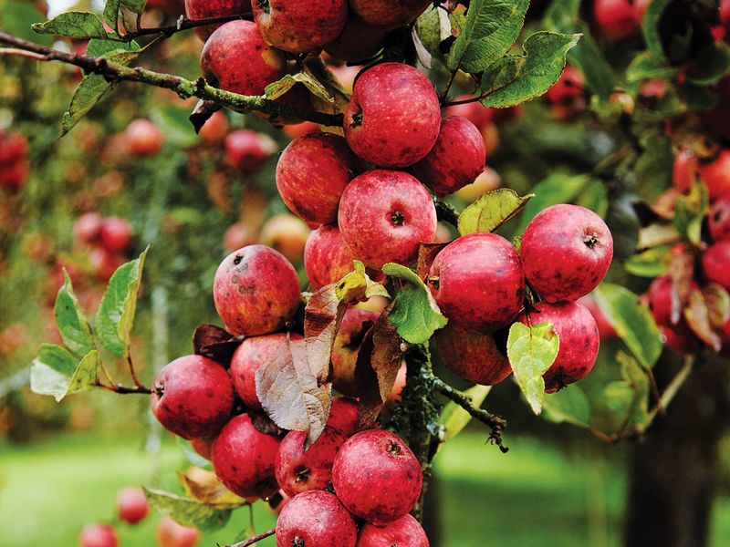 Heritage Fruit Trees