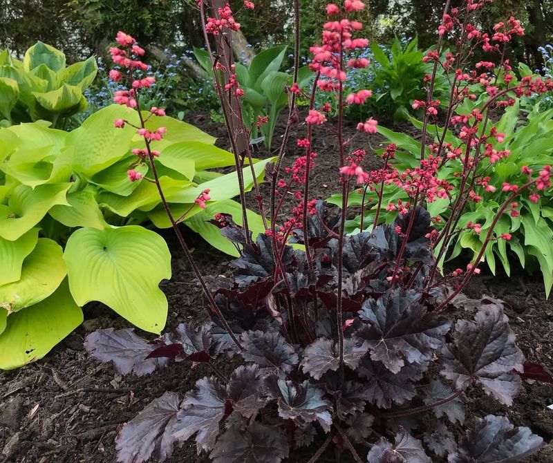 Heuchera