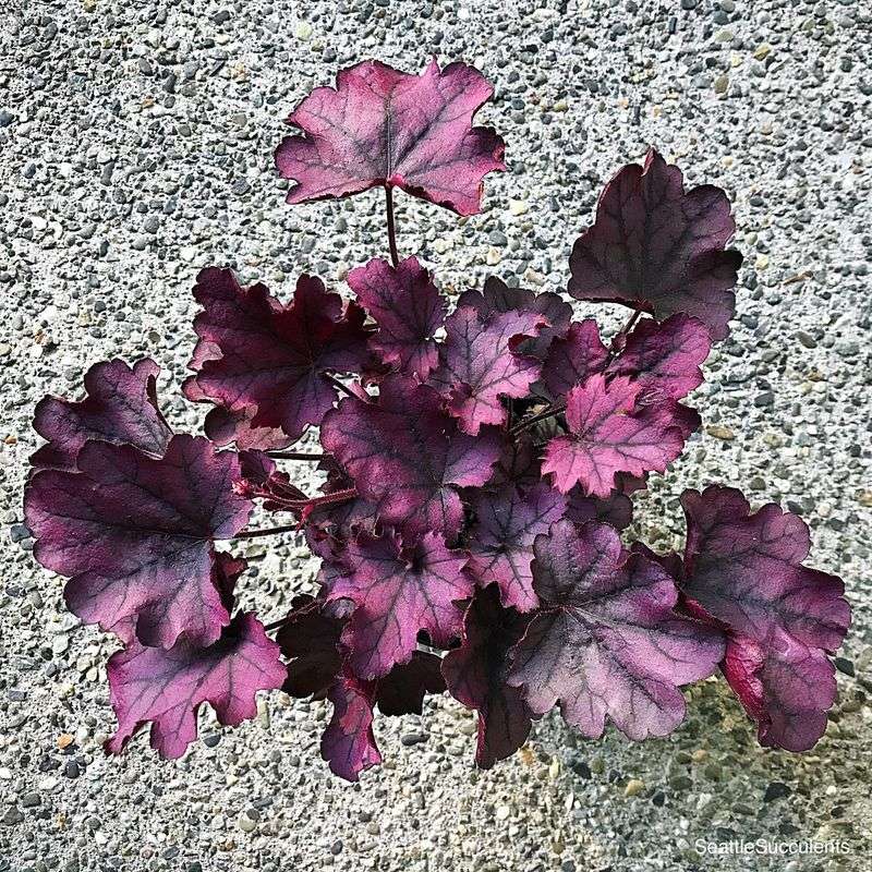 Heuchera