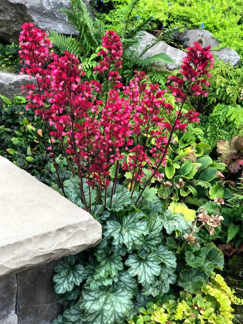 Heuchera