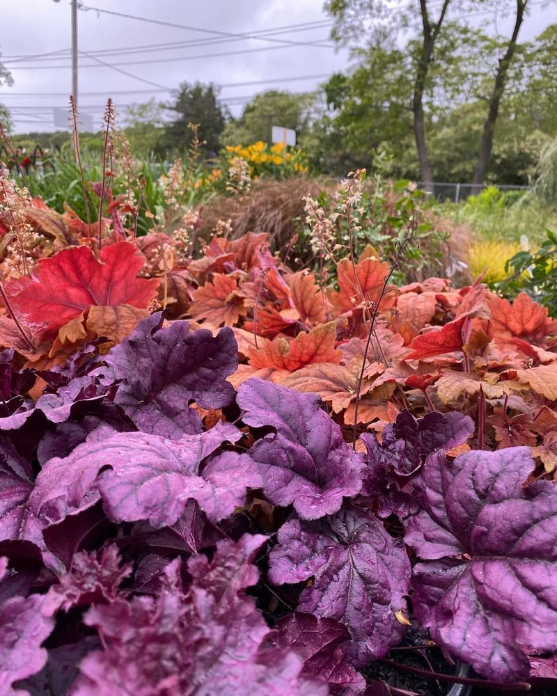 Heuchera (Heuchera micrantha)