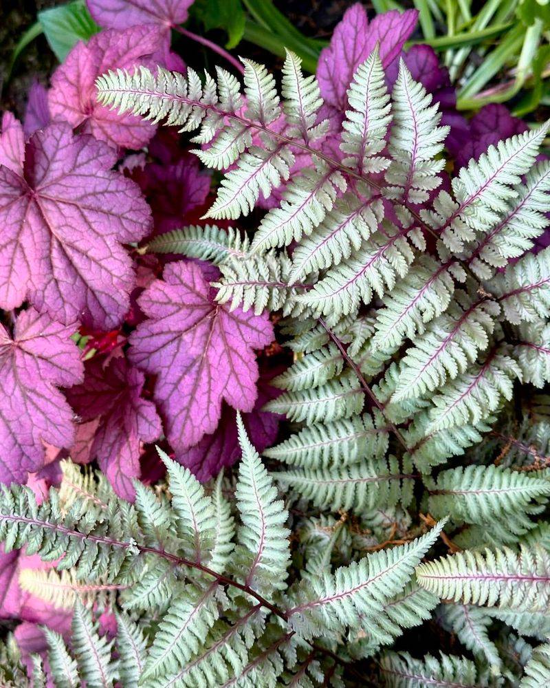 Heuchera & Japanese Painted Fern