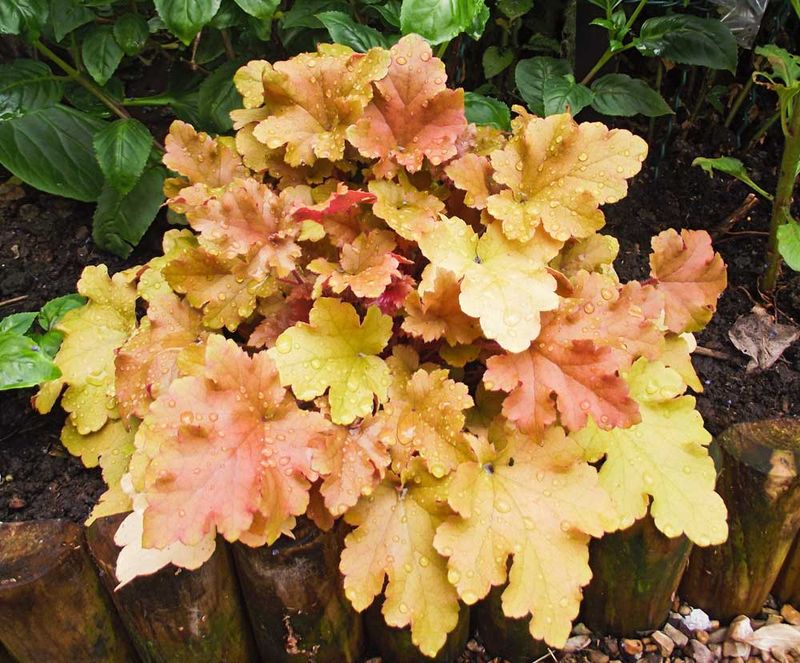 Heuchera