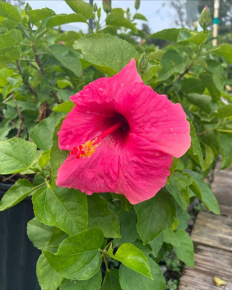 Hibiscus