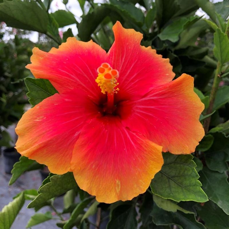 Hibiscus