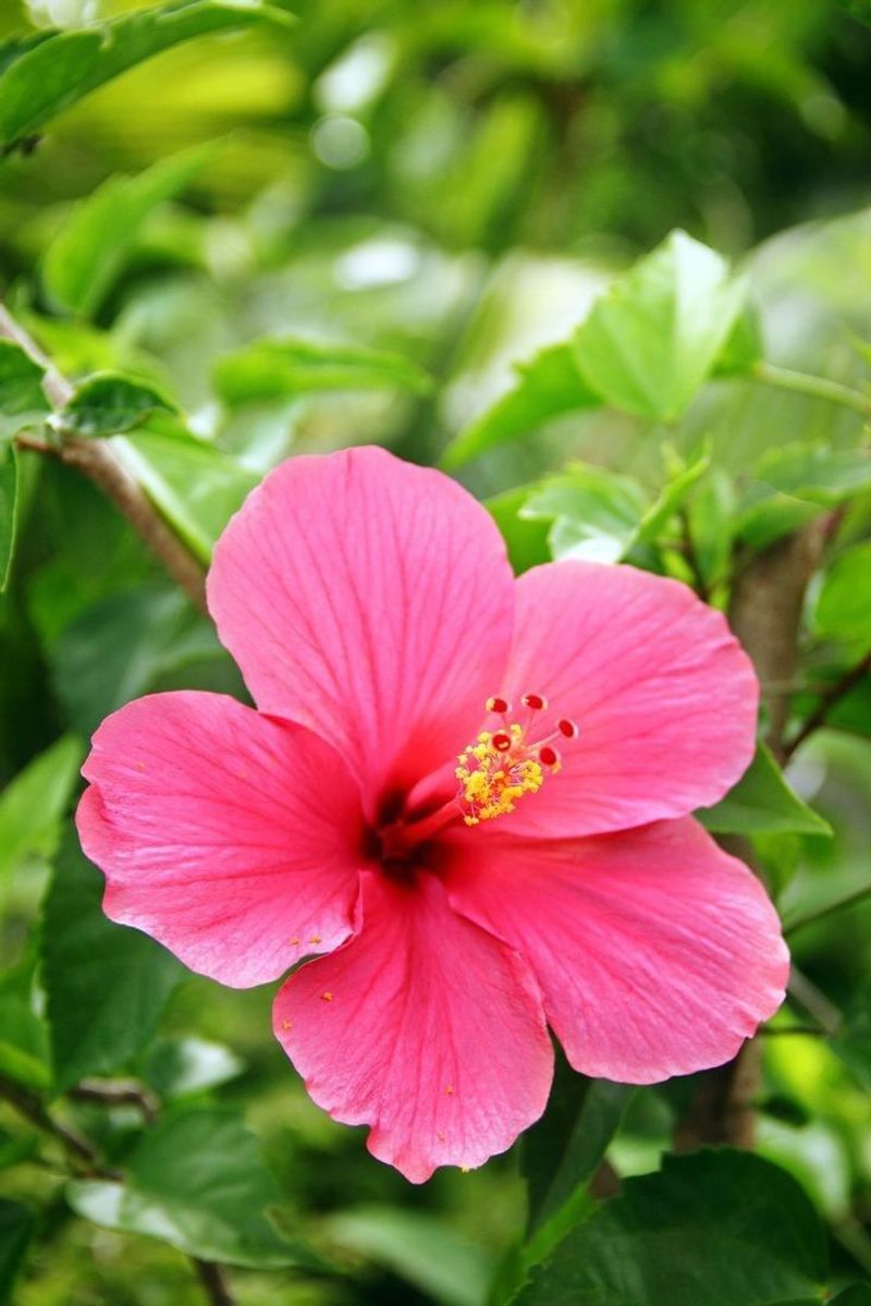 Hibiscus