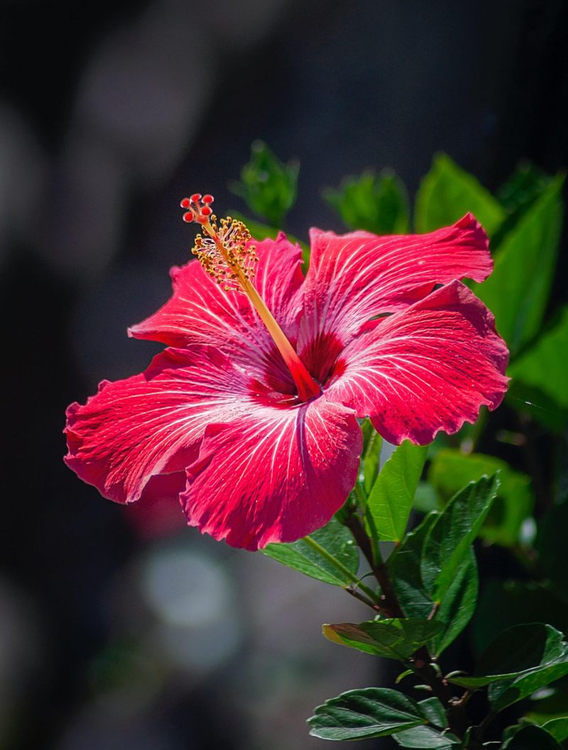 Hibiscus