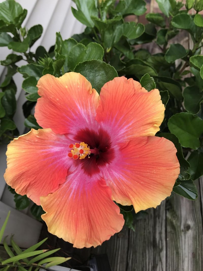 Hibiscus