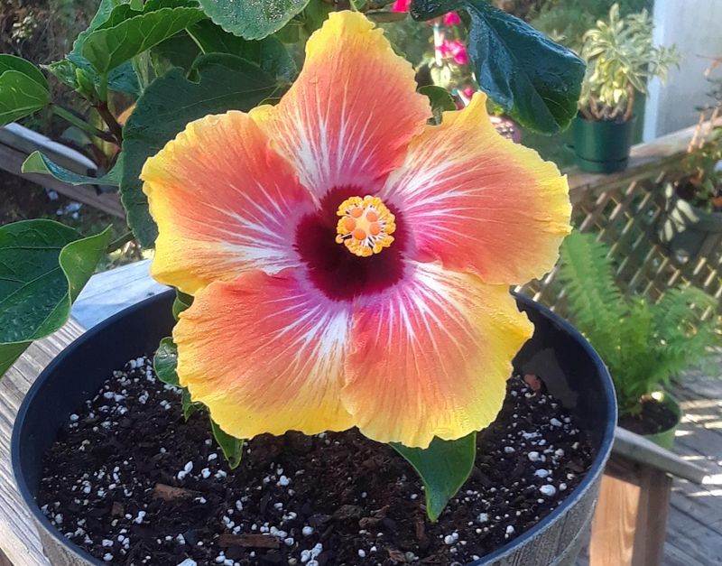 Hibiscus