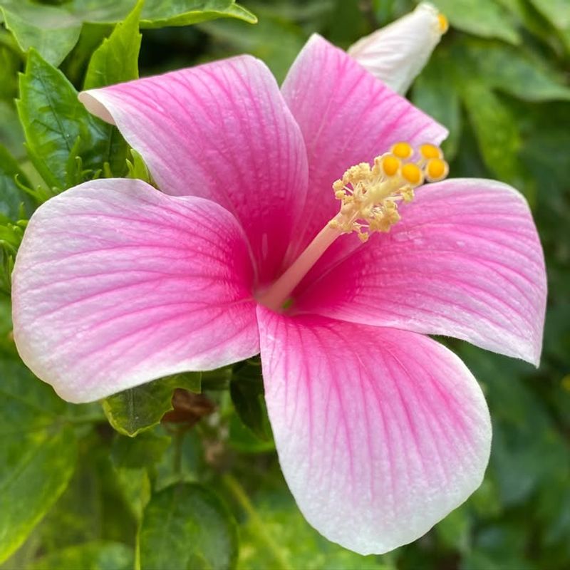 Hibiscus