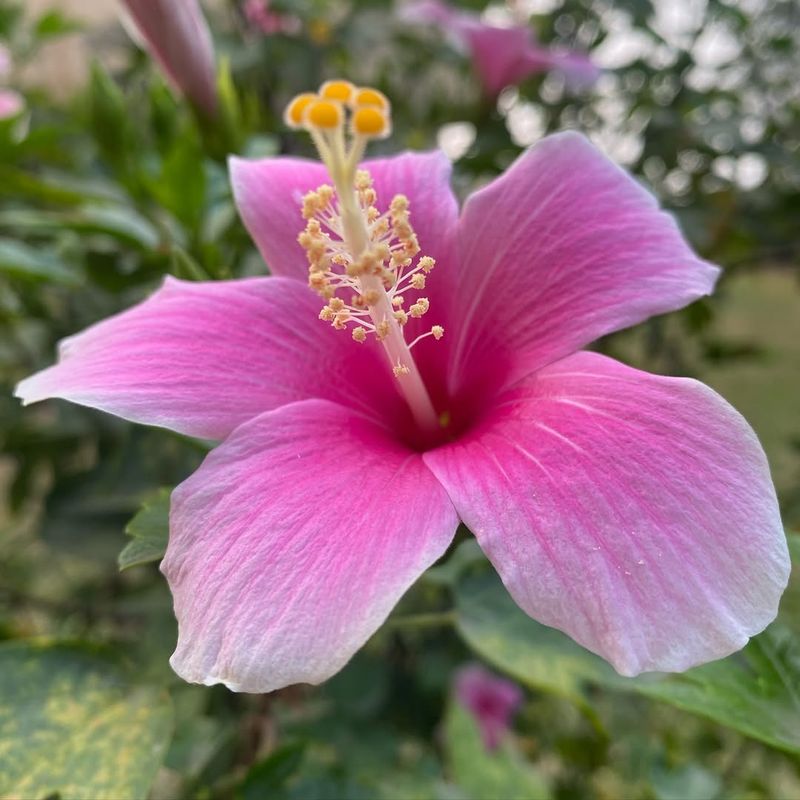 Hibiscus