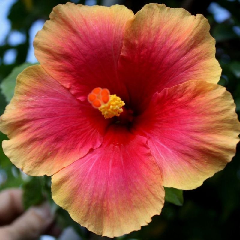 Hibiscus