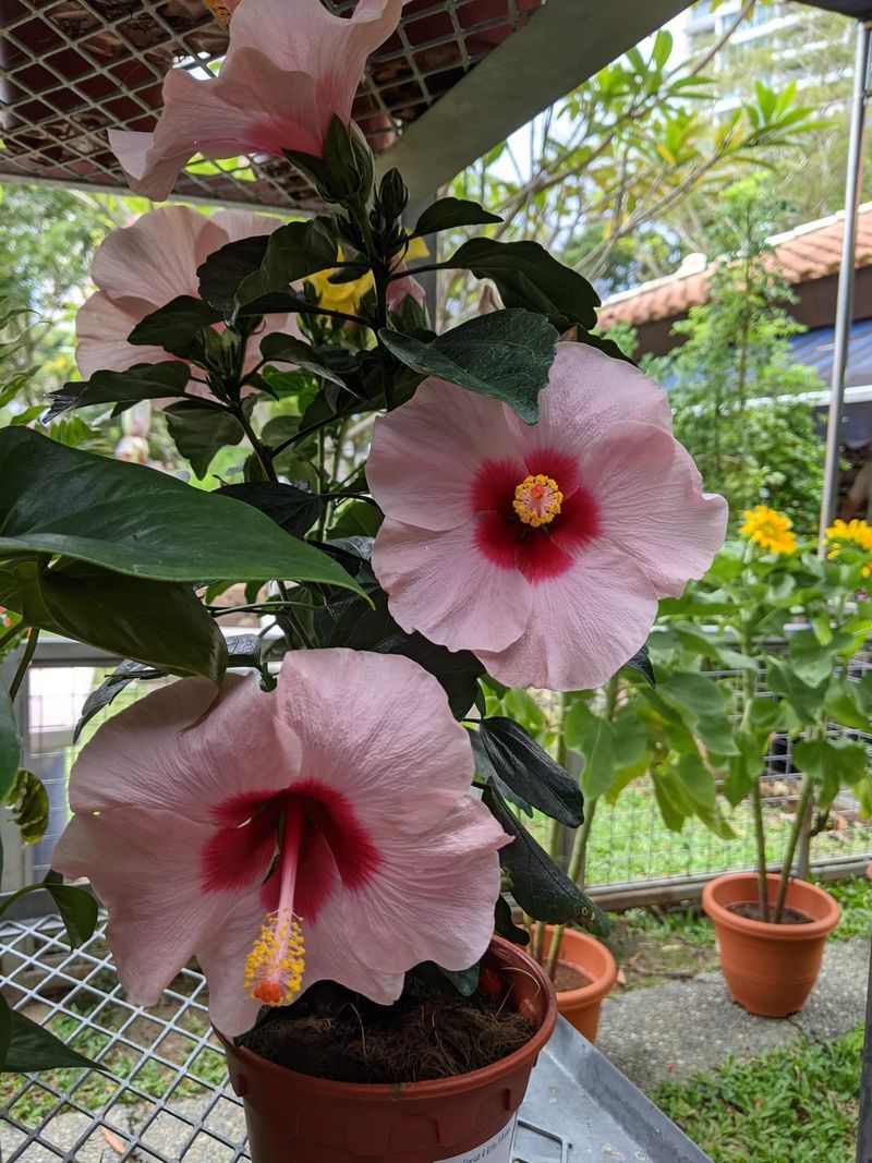 Hibiscus